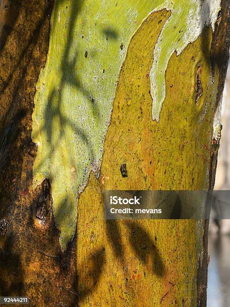 Redgum Casca De Árvore - Fotografias de stock e mais imagens de Amarelo - Amarelo, Austrália, Casca de árvore