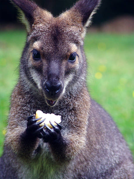 Skippy 's eating. stock photo