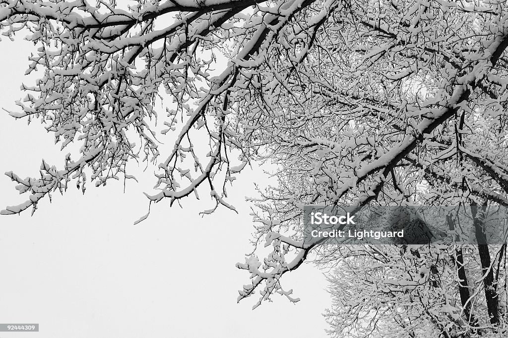 les branches chargées de neige - Photo de Hiver libre de droits