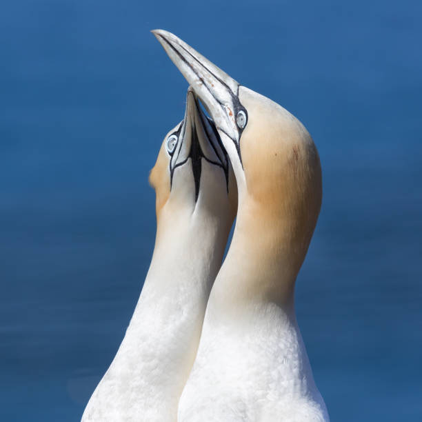 istock Northern gannets in breeding colony at cliffs of German Helgolan 924443342