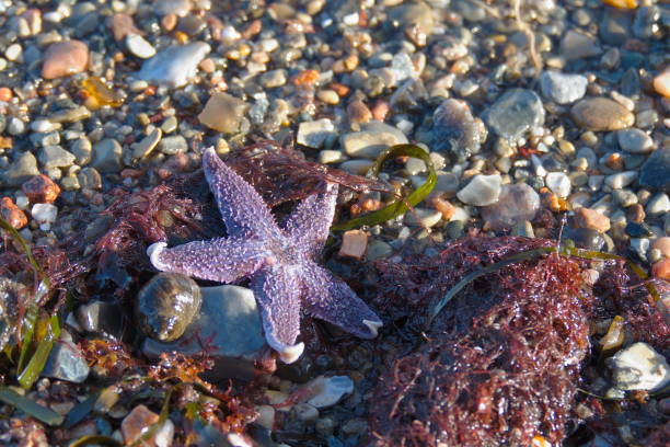 liliowa rozgwiazda asterias rubens plaża - ochre sea star zdjęcia i obrazy z banku zdjęć