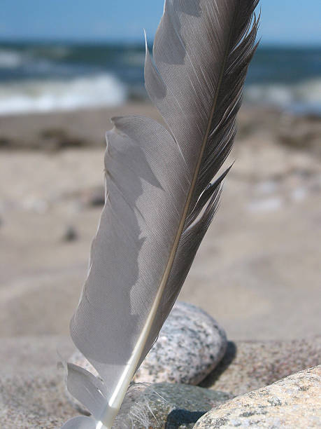 istock Close-up of a feather in the sand 92444464