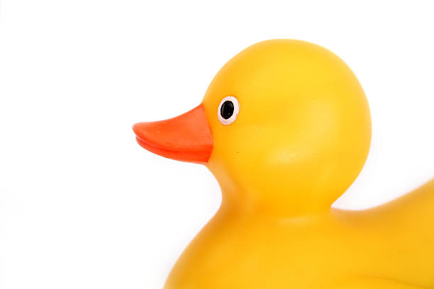 Just Ducky 1 stock photo