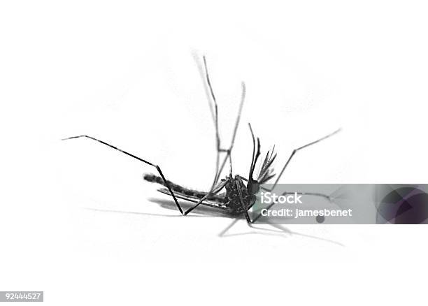 Mosquito Morto - Fotografias de stock e mais imagens de Mosquito - Mosquito, Animal morto, Anófele