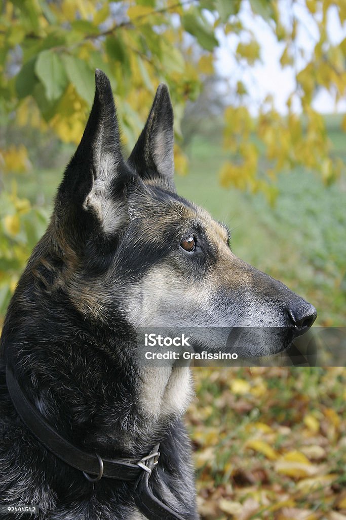 Cane guardando - Foto stock royalty-free di Albero