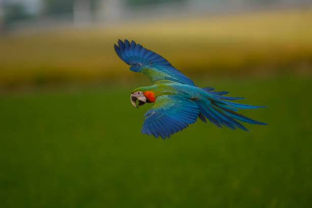 istock Lovely macaw flying freedom in rice field. 924447070