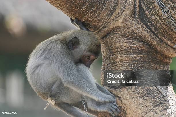 Scimmia A Riposo - Fotografie stock e altre immagini di Accovacciarsi - Accovacciarsi, Albero, Ambientazione esterna