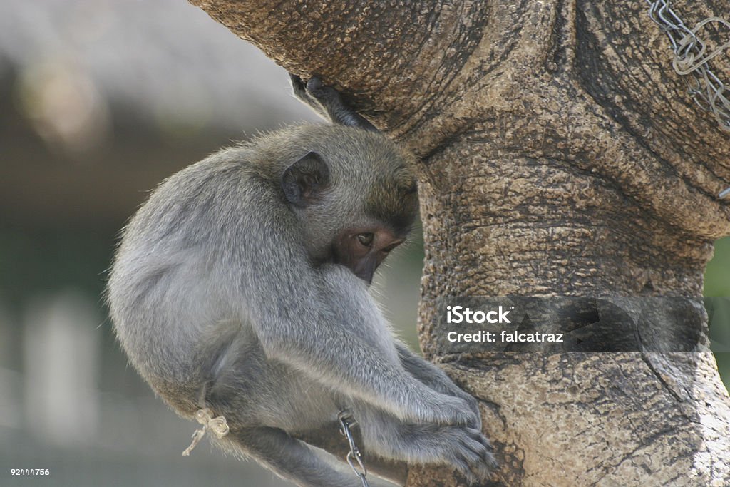 Macaco de descanso - Foto de stock de Agachando-se royalty-free