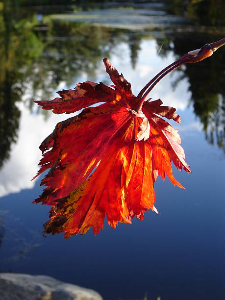 Autumn rhapsody No. 4 stock photo