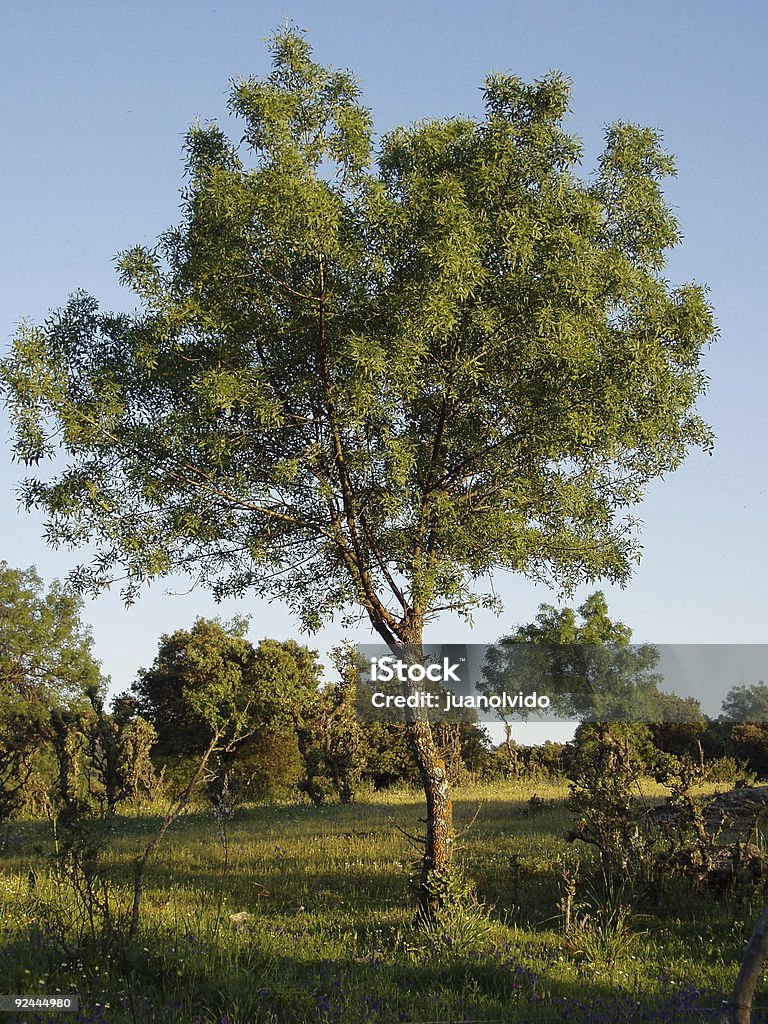 ash  Ash Tree Stock Photo