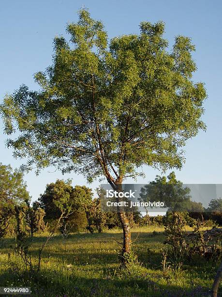 Ash Stock Photo - Download Image Now - Ash Tree, Blade of Grass, Color Image