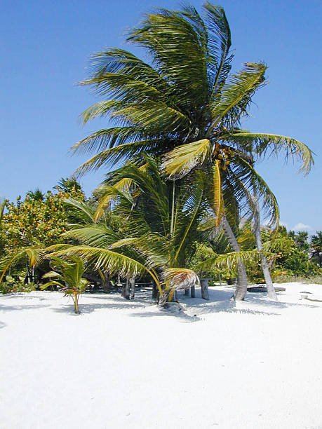 Palmiers sur la plage déserte - Photo