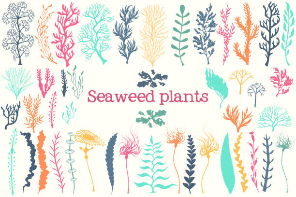 meerespflanzen und aquarium algen-vektor-set. - seaweed stock-grafiken, -clipart, -cartoons und -symbole