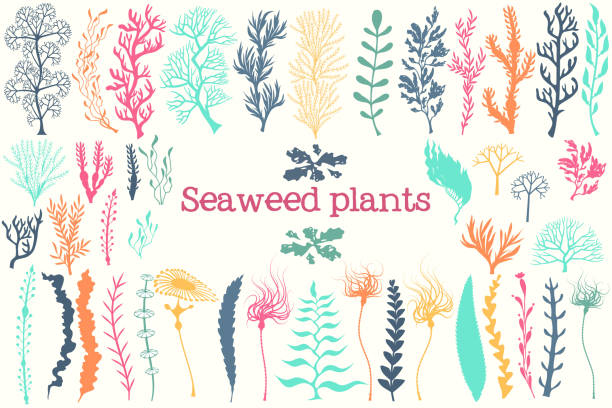 ilustrações de stock, clip art, desenhos animados e ícones de sea plants and aquarium seaweed vector set. - algae