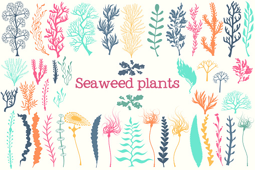 Sea plants and aquarium seaweed vector set. Nature seaweed black silhouette illustration