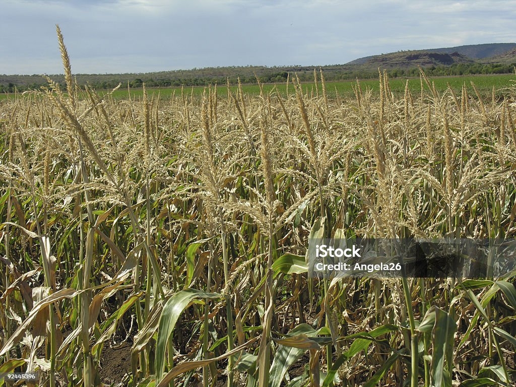 Cornfield - Foto de stock de Agricultura royalty-free