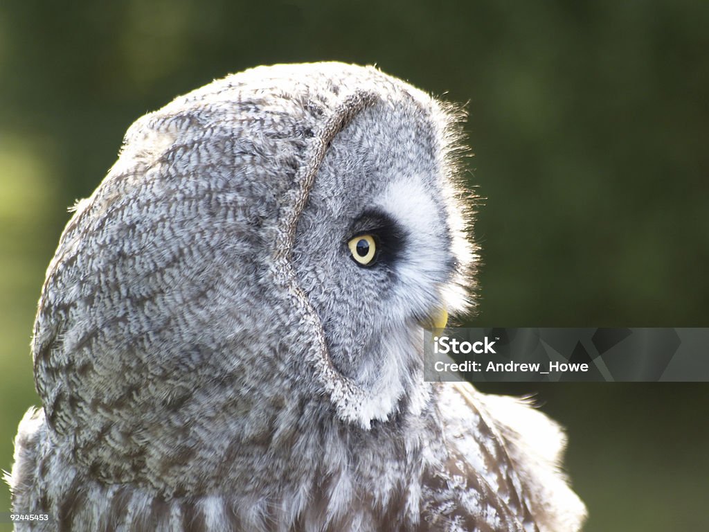 Große graue Eule (Strix nebulosa) - Lizenzfrei Bartkauz Stock-Foto