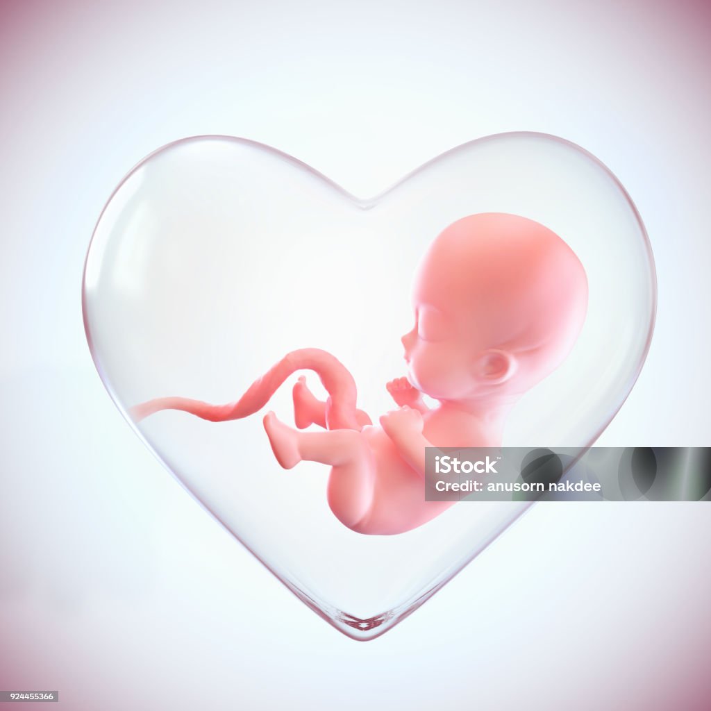 fetus inside the heart shape of womb fetus inside the heart shape of womb, Love of mother concept, medically accurate 3d illustration of a fetus in week with Clipping path. Fetus Stock Photo