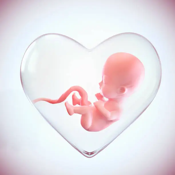 fetus inside the heart shape of womb, Love of mother concept, medically accurate 3d illustration of a fetus in week with Clipping path.