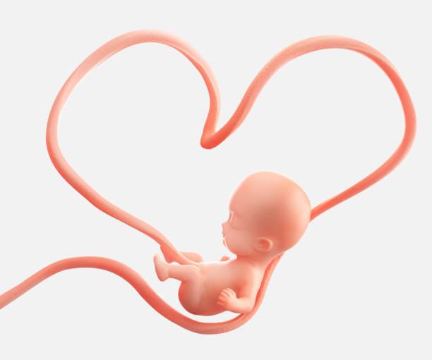 foetus à l’intérieur du coeur de l’amour du concept de la mère - foetus étape de fécondation humaine photos et images de collection