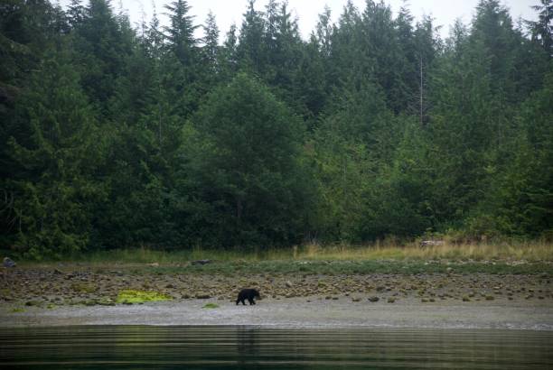 istock Lone Black Bear Of Canada 924456188