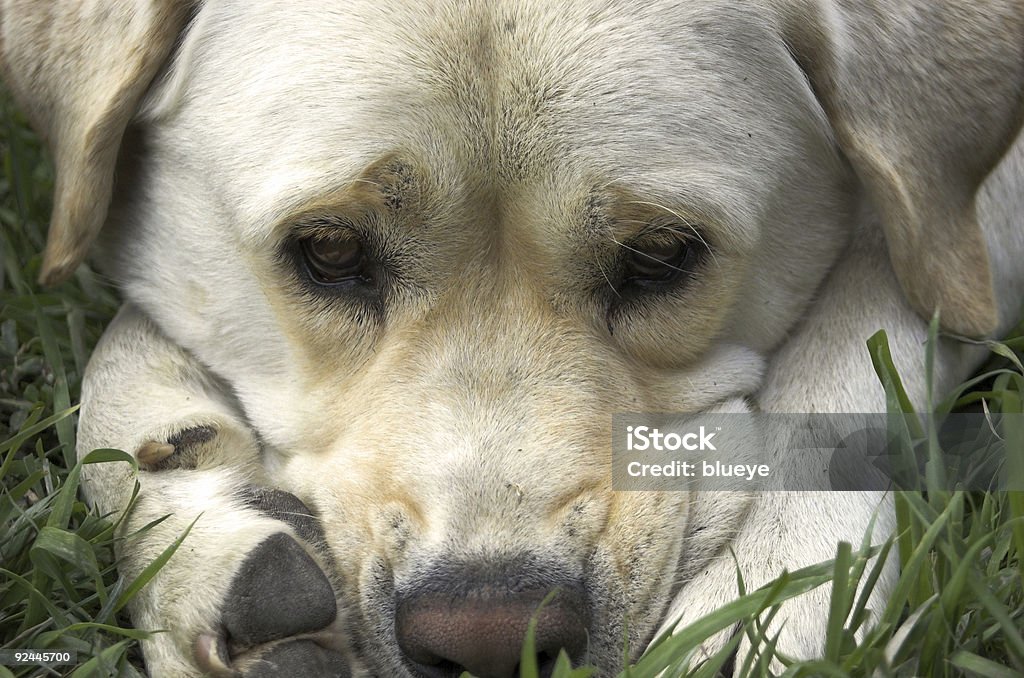 Oso triste - Foto de stock de Almohadillas - Pata de animal libre de derechos