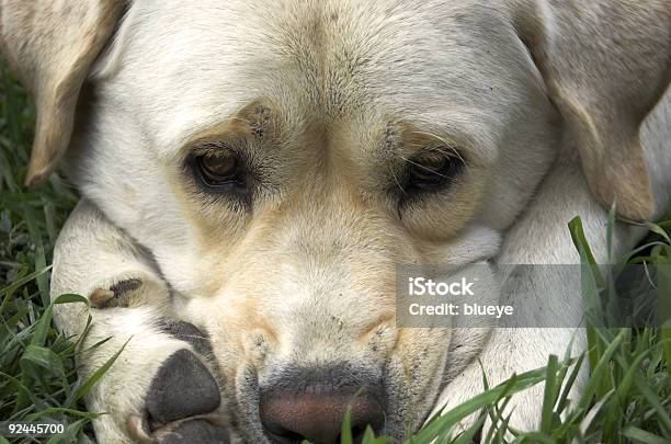 Foto de Oso Triste e mais fotos de stock de Amarelo - Amarelo, Cabeça de animal, Cão