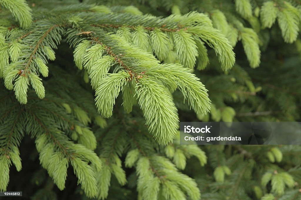 Picea nidiformis joven follaje - Foto de stock de Huerto libre de derechos