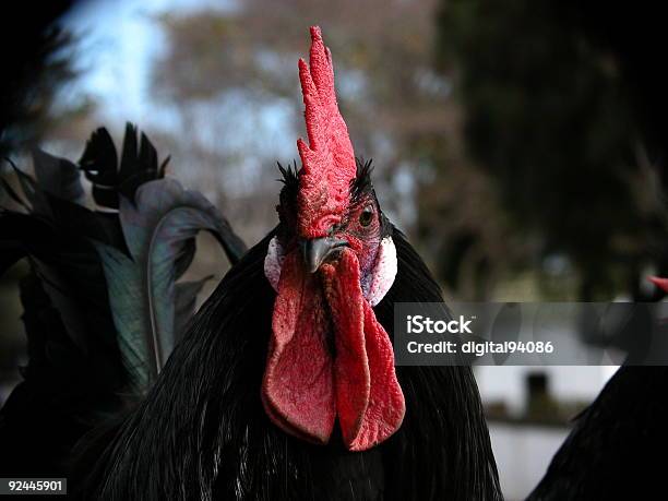 King Of The S Roost Foto de stock y más banco de imágenes de Animal - Animal, Color - Tipo de imagen, Fauna silvestre