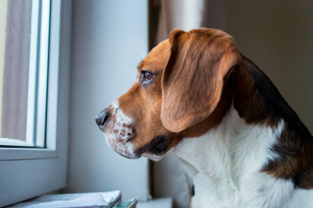 istock American beagle bulldog looking through the window 924461754