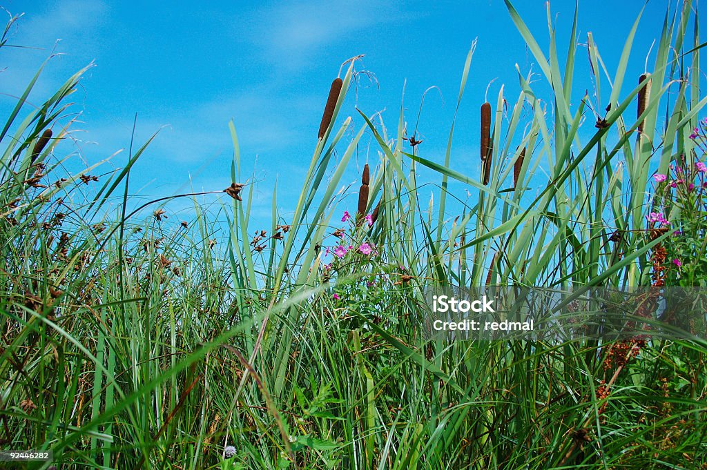 bull reeds et ciel - Photo de Au bord de libre de droits