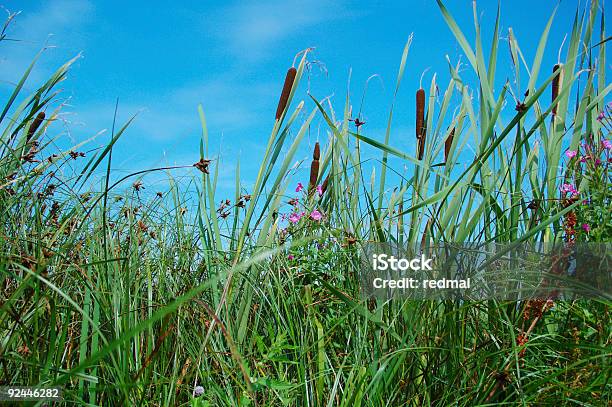 Photo libre de droit de Bull Reeds Et Ciel banque d'images et plus d'images libres de droit de Au bord de - Au bord de, Bleu, Ciel