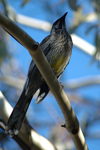 Red Wattlebird stock photo