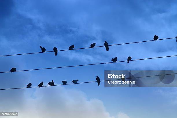 Pigeons En Cables Foto de stock y más banco de imágenes de Bandada de pájaros - Bandada de pájaros, Cielo, Color - Tipo de imagen