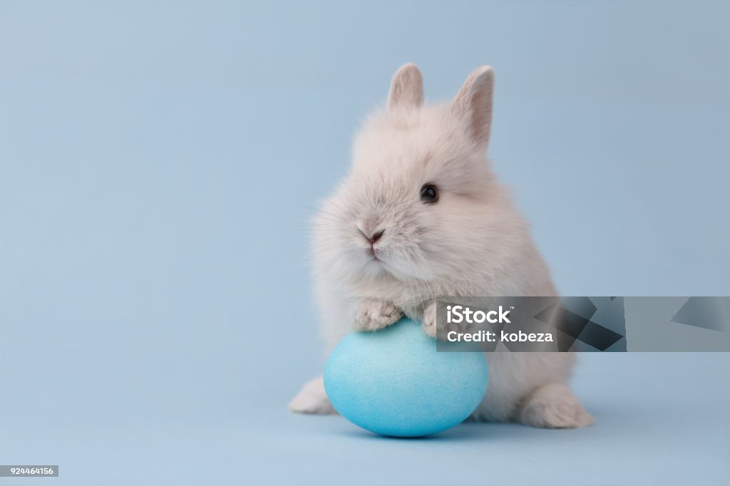 Osterhase mit Ei auf blauem Hintergrund - Lizenzfrei Ostern Stock-Foto