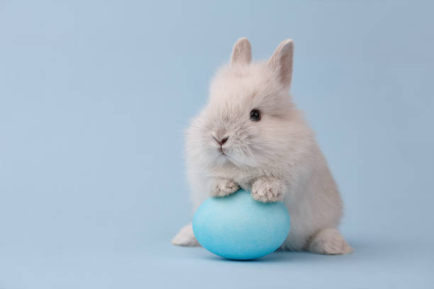 conejito de pascua con huevo sobre fondo azul - rabbit easter easter bunny animal fotografías e imágenes de stock