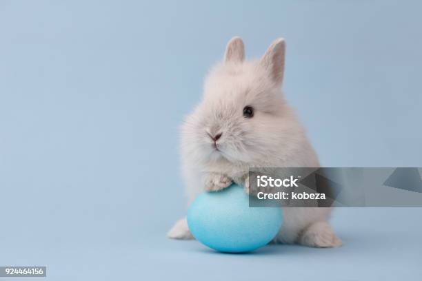 Foto de Coelhinho Da Páscoa Com Ovo Em Fundo Azul e mais fotos de stock de Páscoa - Páscoa, Azul, Coelho - Animal