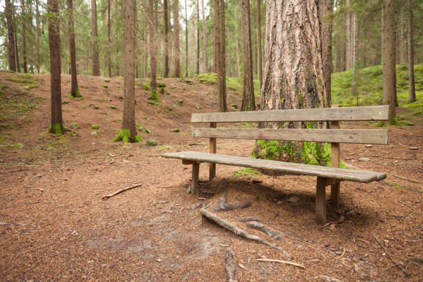 istock wooden bench inside a forest, no people around 924464244