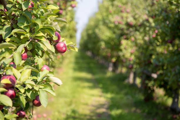 Apple orchard in summer Apple orchard in summer with selective focus on one piece of fruit with boken background. In the countryside of Quebec Province, Canada. apple orchard photos stock pictures, royalty-free photos & images