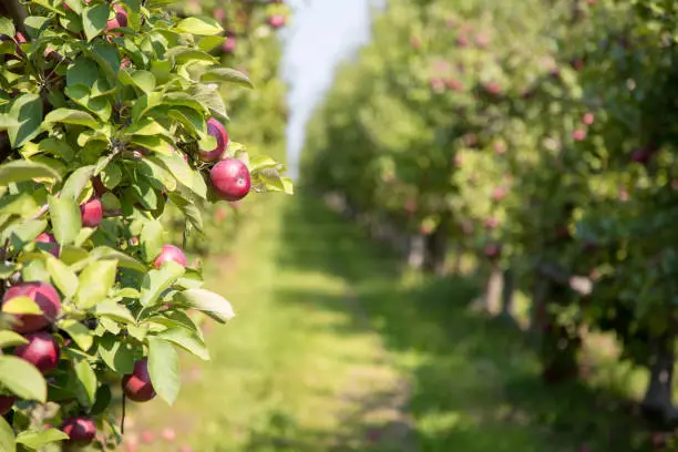 Photo of Apple orchard in summer