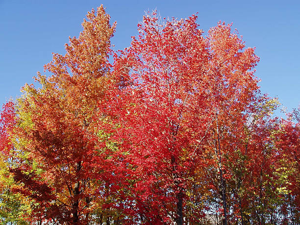 istock Autumn Colors Forest Foliage 92446504