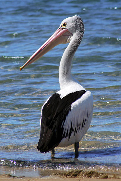 Pelican 1 stock photo