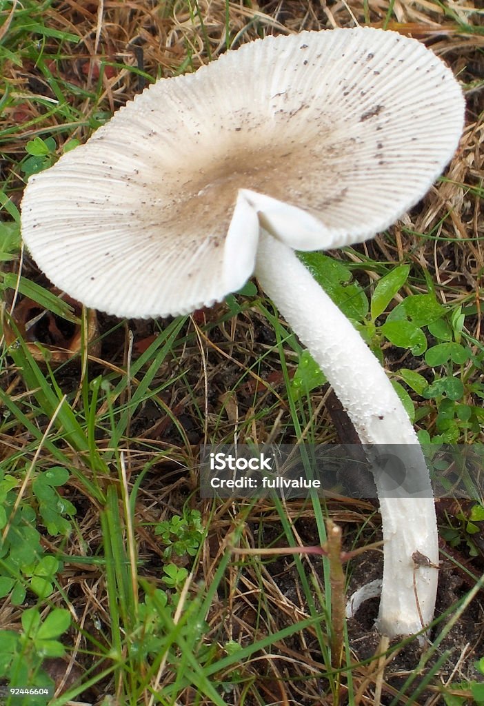 Mealy Cap Mushroom - Macro  Bent Stock Photo