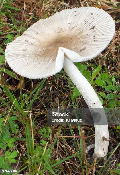 Mealy Cap Mushroom Macro Stock Photo - Download Image Now - Bent, Biology, Close-up