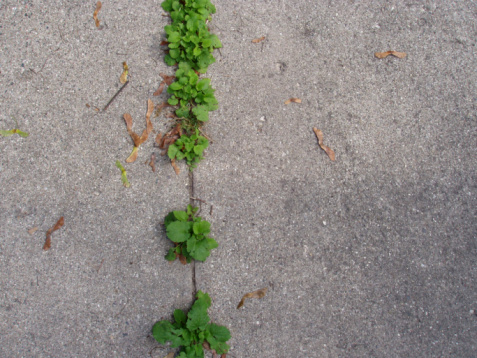 weed on a street in selective focus