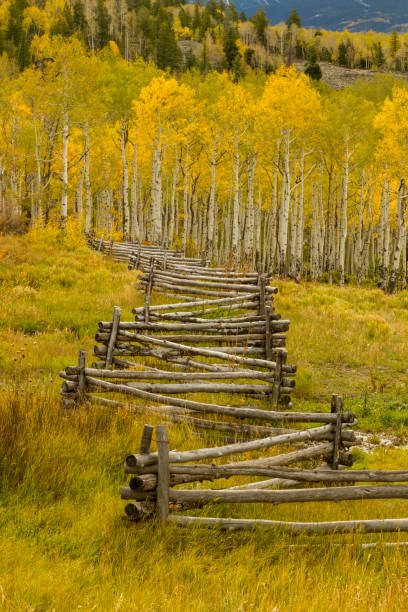 istock Split rail fence winds among the Fall Aspen Trees 924467702