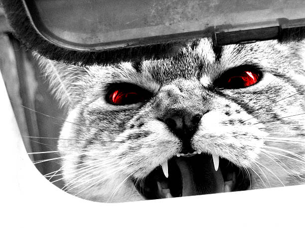 Stray cat stock photo.