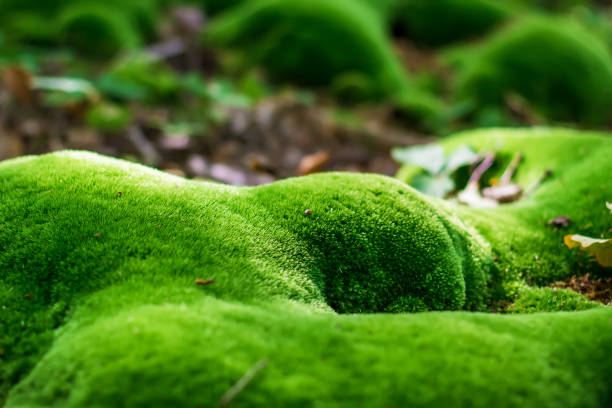 moss en el bosque - musgo fotografías e imágenes de stock