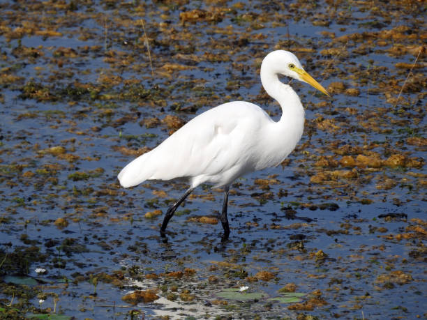 fortgeschrittene reiher (ardea intermedia) - reiher stock-fotos und bilder