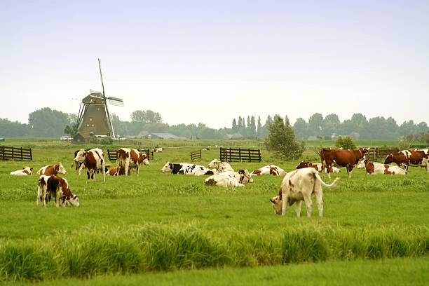 istock Dutch livestock and windmills in Holland 92446913
